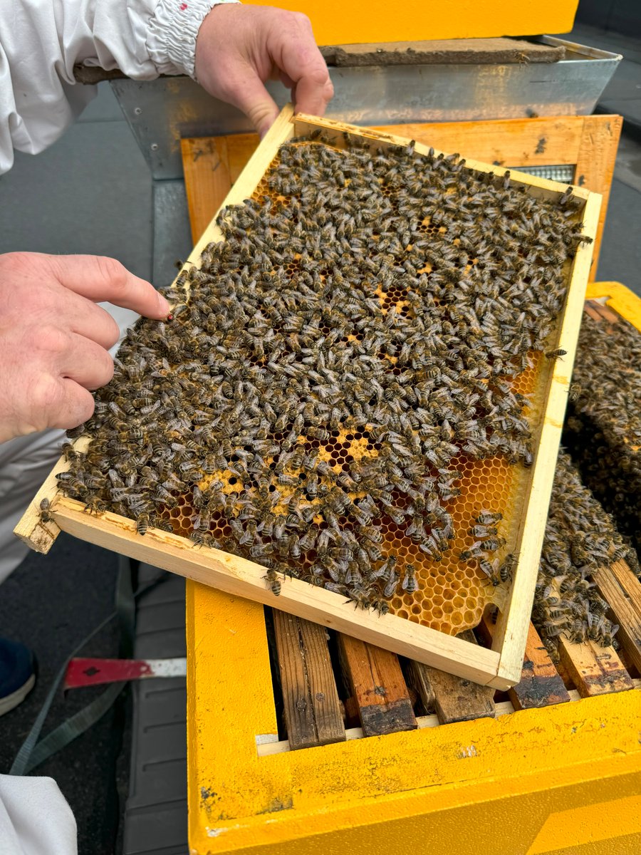 Biene på taket hos Frydenbø